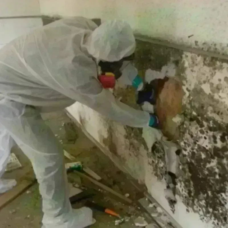 Mold Remediation and Removal in San Leandro, CA